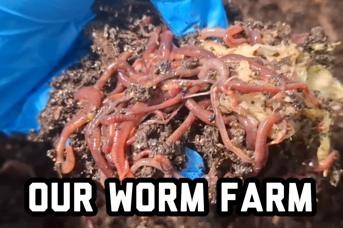 Organic Worm Castings Enhanced with Mycorrhizae & Minerals.